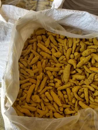 Organic Turmeric Fresh